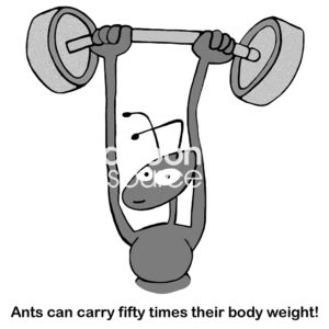 Education cartoon of an ant holding a dumb bell weight and stating that 'ants can carry fifty times their body weight'.
