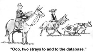 B&W accounting cartoon showing a cattle round-up. The accountant just found two more strays to add to the database.