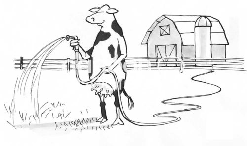 Farming B&W cartoon of a smiling, dairy cow watering the grass.
