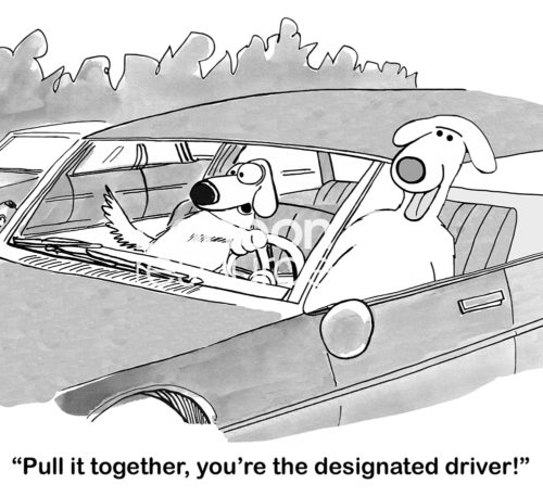 Drinking alcohol b&w cartoon of a dog designated driver hanging his head out the car window, his companion dog shouts out 'pull it together, you're the designated driver!'.