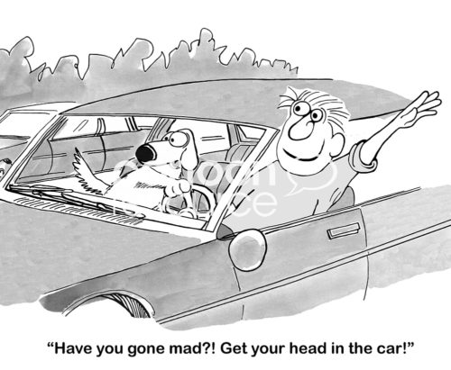 Dog cartoon showing a man and a dog in a car. The man is distracted and has his head out the car window. The dog has to drive and encourage the man to get his head back inside the car.