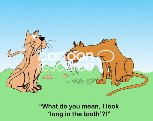 Animal color cartoon of two sabertooth tigers talking. One says, "What do you mean, I look 'long in the tooth'?!"