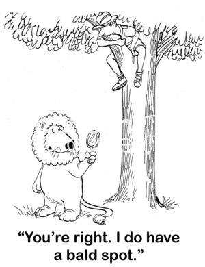 Lion B&W cartoon where a lion has chased the safari man up and tree and the lion, looking in a mirror says, 'you're right, I do have a bald spot'.