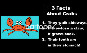 Education color cartoon showing a happy orange crab and three crab facts.