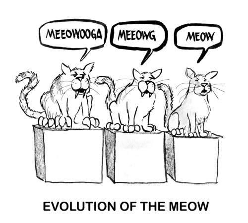 B&W cat cartoon showing three cats with different meow's - 'evolution of the meow'.
