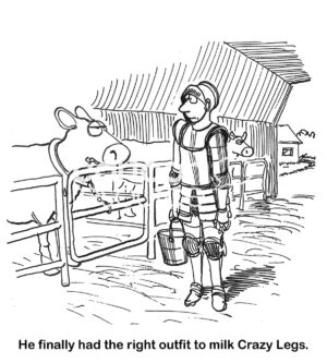 BW cartoon of a farmer wearing a knight's full body armor to milk the dairy cow named 'Crazy Legs'.