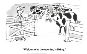 BW cartoon of a male farmer happily welcoming the dairy cows to their evening milking.