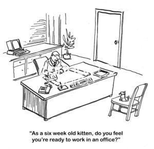 BW cartoon of a 6 week old kitten applying for an office job, it is talking with the personnel office.