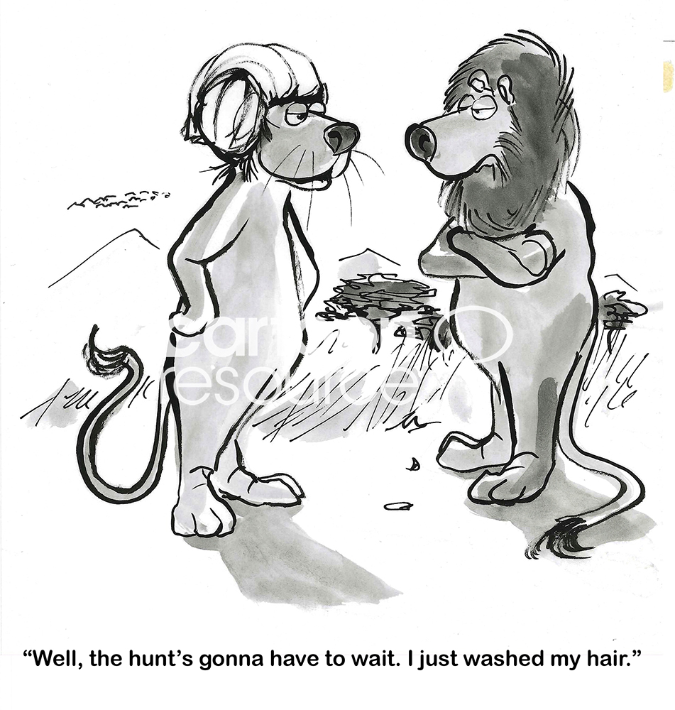 BW cartoon of a female lion telling the male lion she cannot hunt, she just washed her hair.